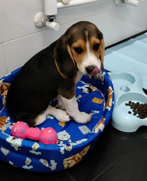 Cucciolo Beagle maschio 3 mesi con Libretto sanitario e vaccinici + sverminazione+ cuccia + altro... | Foto 1
