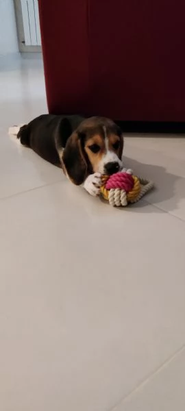 Cucciolo Beagle maschio 3 mesi con Libretto sanitario e vaccinici + sverminazione+ cuccia + altro... | Foto 0