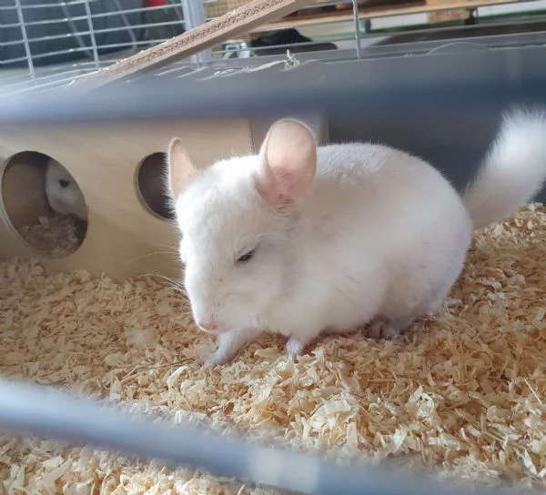 Coppia di Cincillá  | Foto 0