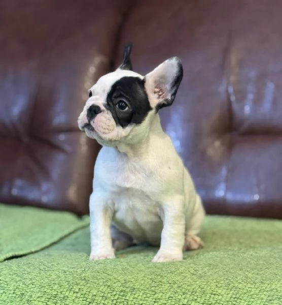 Cuccioli di Bulldog Francese | Foto 3