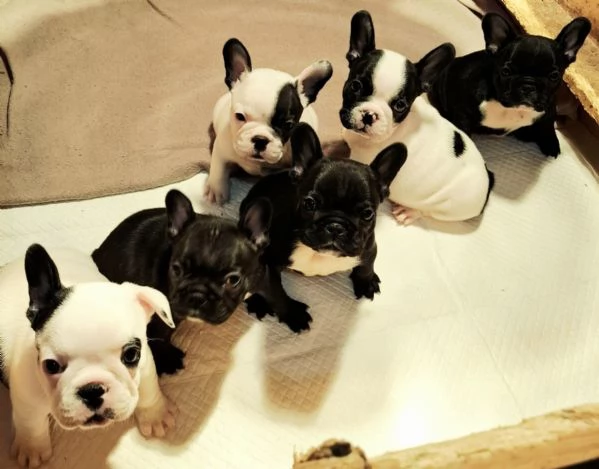 Cuccioli di Bulldog Francese
