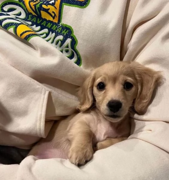 Bassotto nana (cuccioli maschio e femmina) | Foto 2