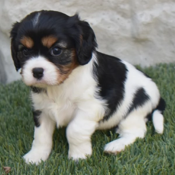Cavalier King Charles mini (cuccioli maschio e femmina)