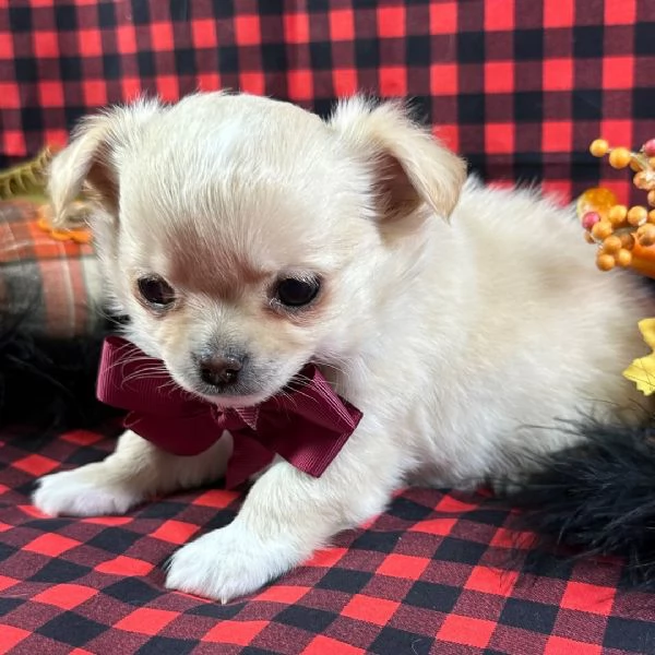 Chihuahua Toy (cuccioli maschio e femmina) | Foto 0