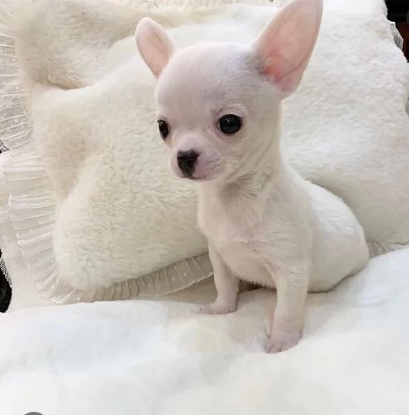 Chihuahua Toy (cuccioli maschio e femmina)