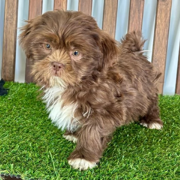  Shih Tzu Mini Toy (cuccioli maschio e femmina)
