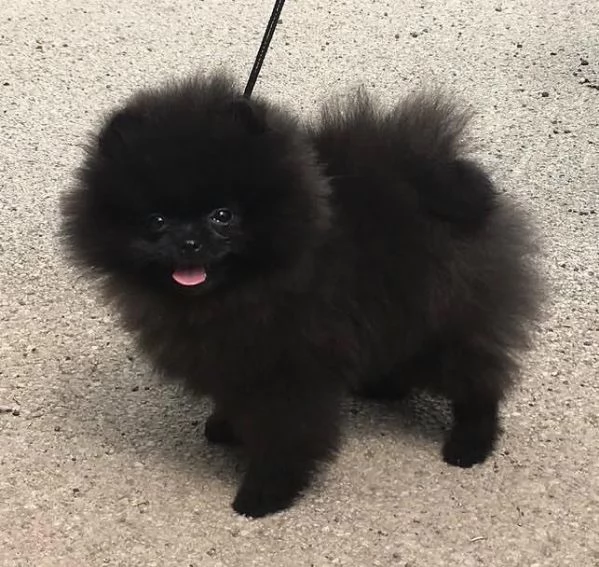 Pomeranian Toy (cuccioli maschio e femmina)