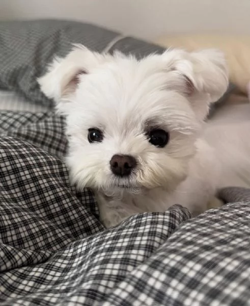 Maltese Toy (cuccioli maschio e femmina)