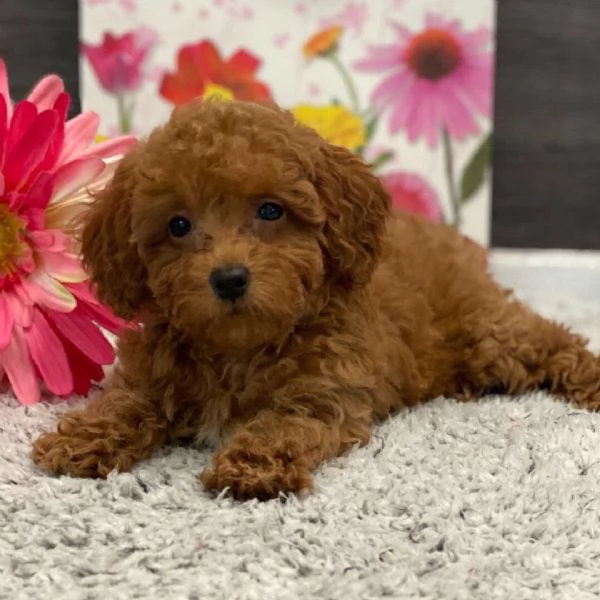 Regalo Barboncino Toy (cuccioli maschio e femmina)