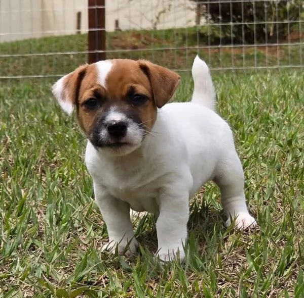 Jack Russell (cuccioli maschio e femmina)