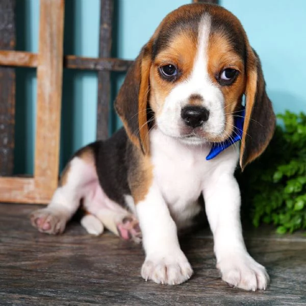 Beagle  (cuccioli maschio e femmina)