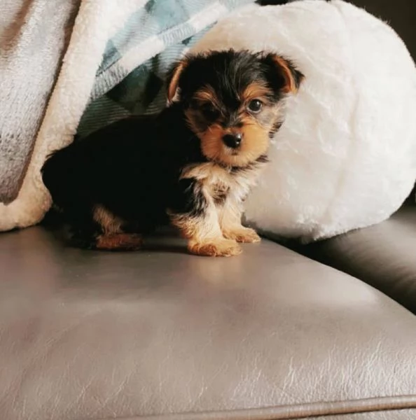 Yorkshire Terrier (cuccioli maschio e femmina)