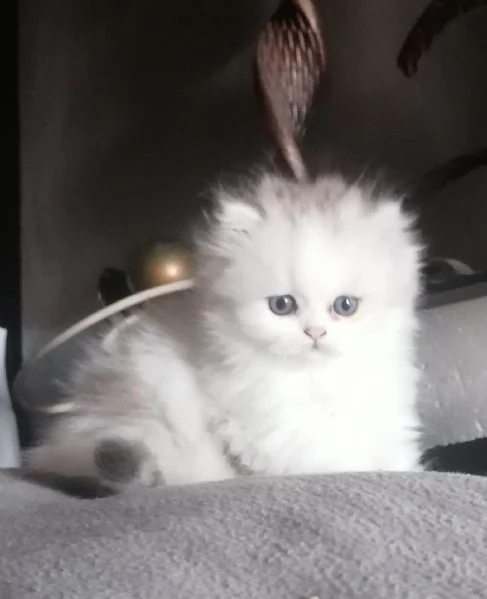 Gattini -cuccioli British/scottish longhair  | Foto 2