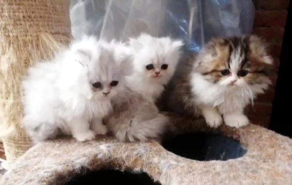 Gattini -cuccioli British/scottish longhair 