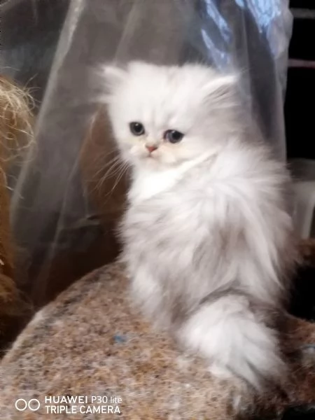 Gattini -cuccioli British/scottish longhair  | Foto 1