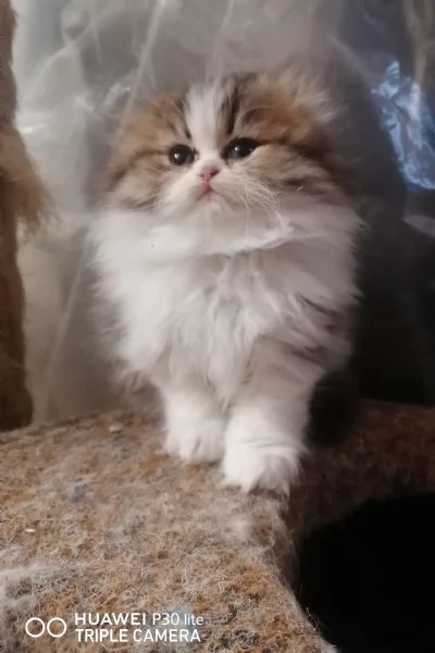 Gattini -cuccioli British/scottish longhair  | Foto 0