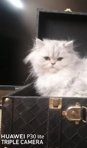 Cuccioli di scottish higland longhair  | Foto 1