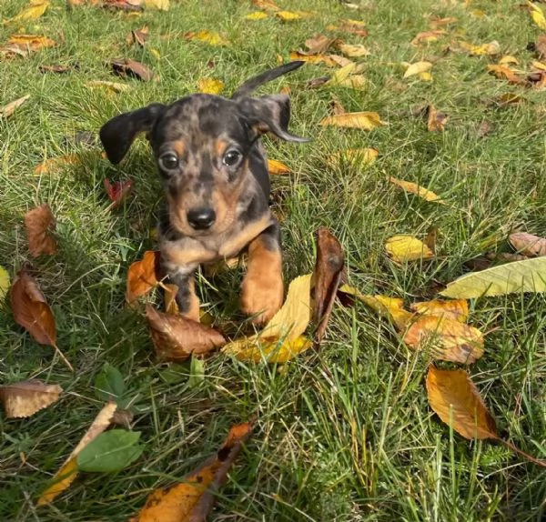 Il bassotto nano a pelo duro Emil è alla ricerca delle sue persone preferite. | Foto 0