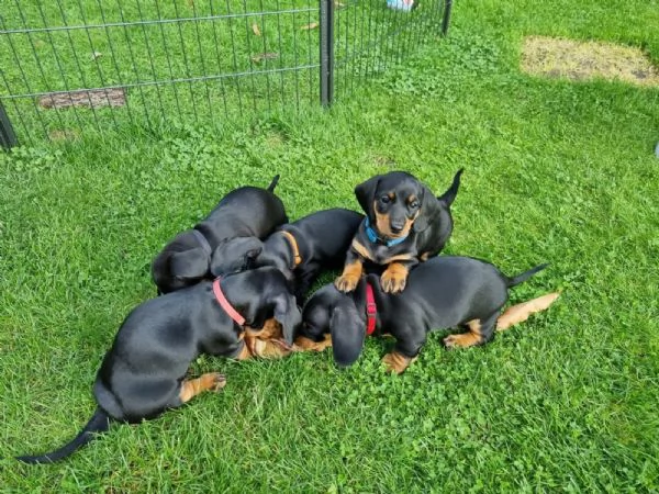 cucciolo cucciolo di bassotto disponibile per l'adozione | Foto 0