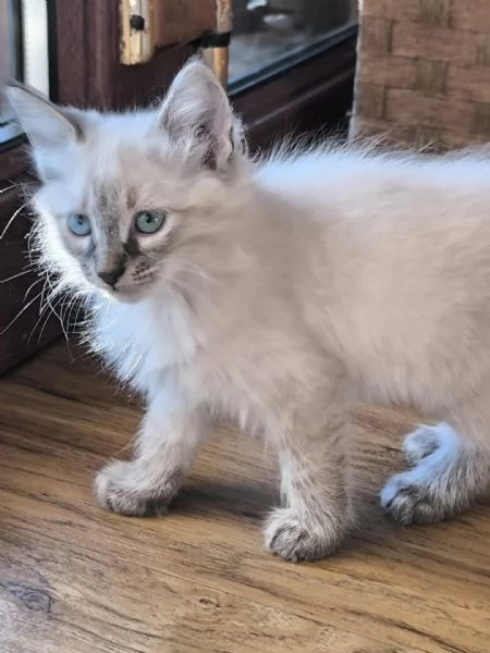 gatto ragdoll/siberiano