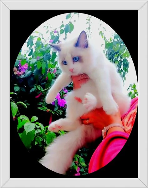 ULTIMA CUCCIOLA RAGDOLL CON PEDIGREE!! ❤️