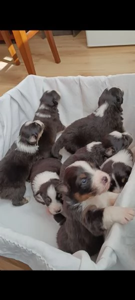Vendo cuccioli di pastore australiano black tricolor 