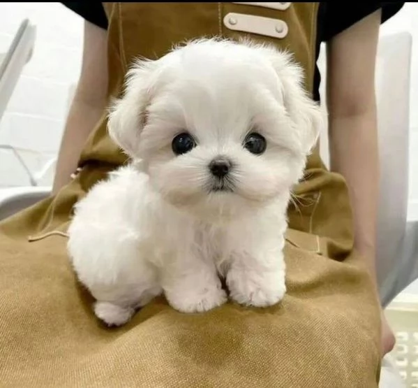 Regalo mini Maltese toy (cuccioli maschio e femmina)