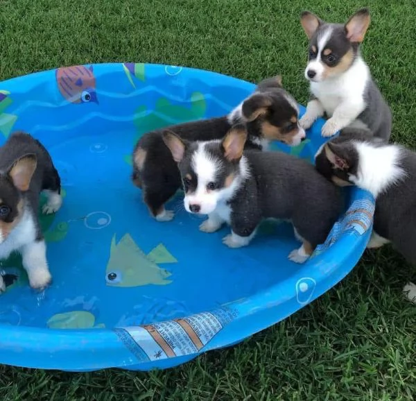 Welsh Corgi (cuccioli maschio e femmina)