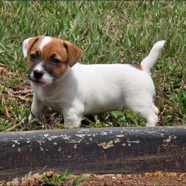 Jack Russell (cuccioli maschio e femmina) | Foto 0