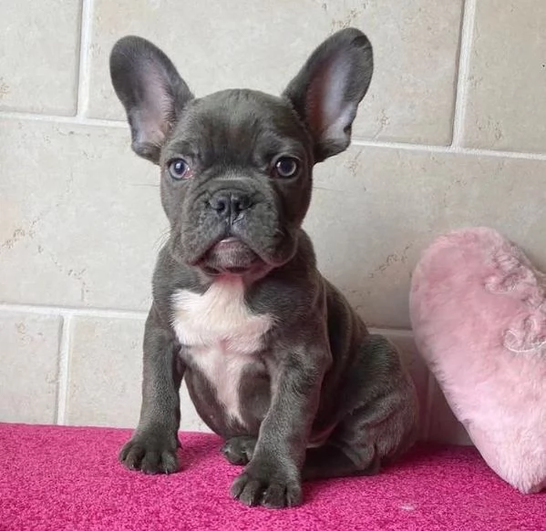  Bulldog Francese (cuccioli maschio e femmina) | Foto 0