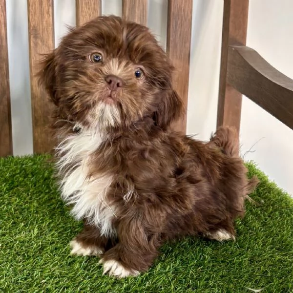 Shih Tzu Mini Toy (cuccioli maschio e femmina) | Foto 0