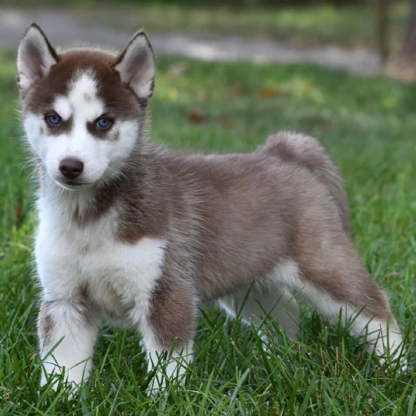 Siberian husky (cuccioli maschio e femmina)