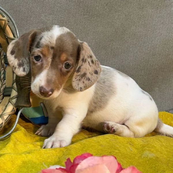 Bassotto nana (cuccioli maschio e femmina) | Foto 1