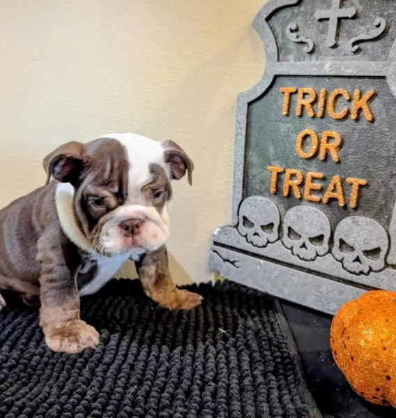 Bulldog Inglese (cuccioli maschio e femmina) | Foto 0