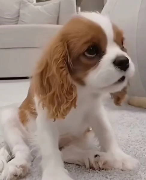 Cavalier King Charles (cuccioli maschio e femmina) | Foto 0