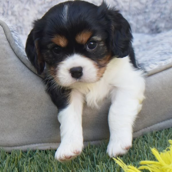Cavalier King Charles (cuccioli maschio e femmina)