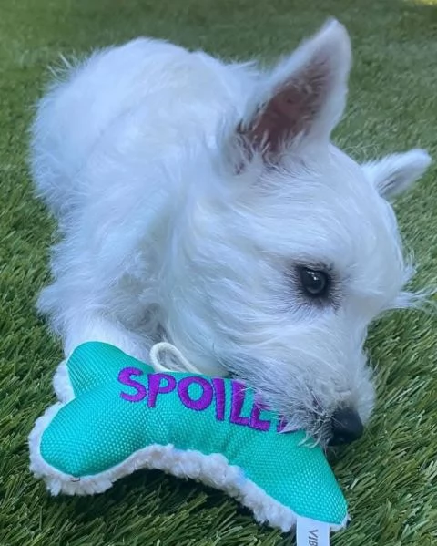 West Highland White Terrier (cuccioli maschio e femmina) | Foto 2