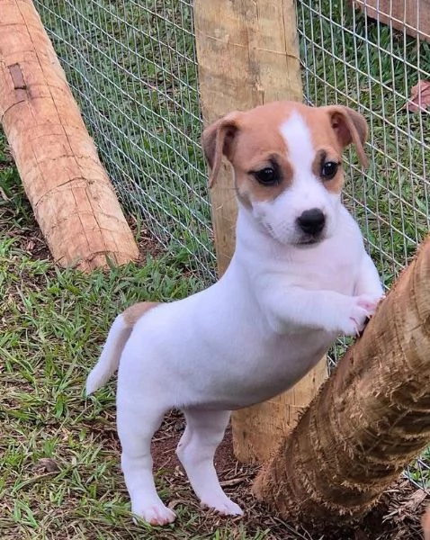 Jack Russell (cuccioli maschio e femmina)