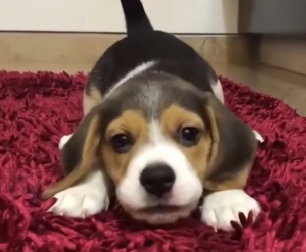 Beagle (cuccioli maschio e femmina)