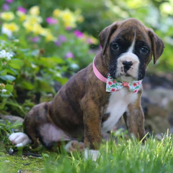 Boxers(cuccioli maschio e femmina) | Foto 2