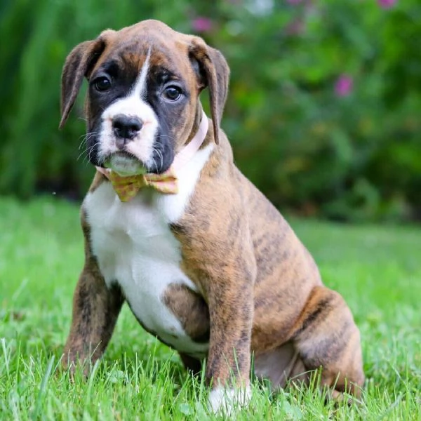Boxers(cuccioli maschio e femmina) | Foto 1