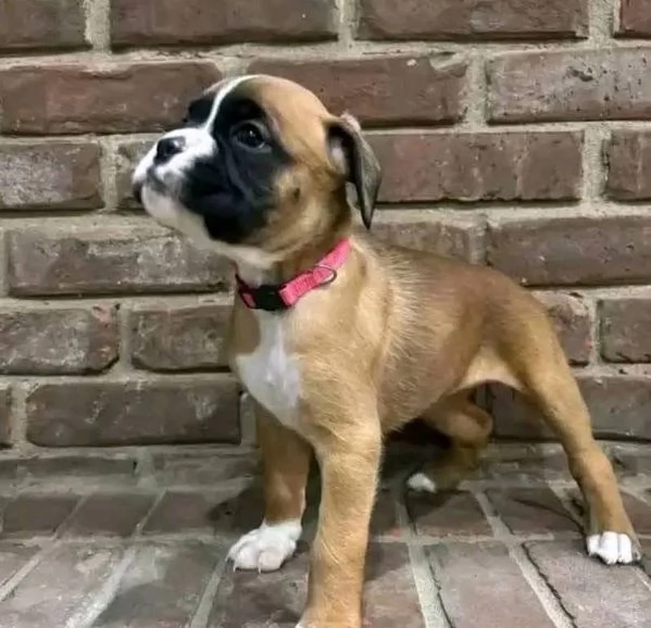 Boxers(cuccioli maschio e femmina)