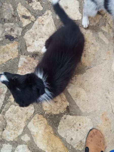 Border collie  | Foto 2