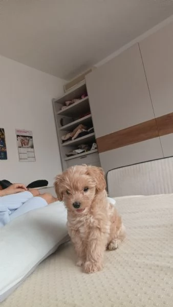Maltipoo dolcissimo nato il 27 -06-2025