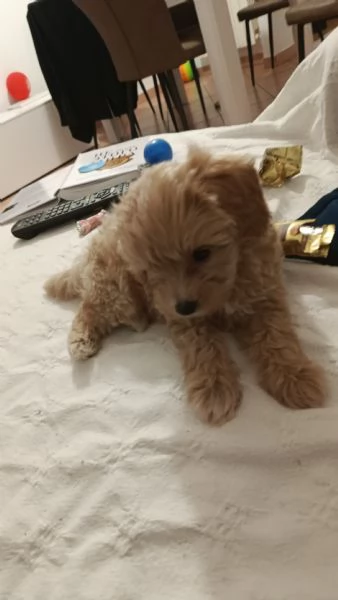 Maltipoo dolcissimo nato il 27 -06-2025 | Foto 3