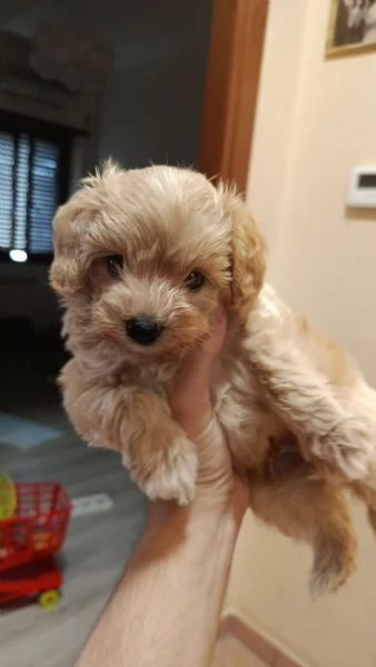 Maltipoo dolcissimo nato il 27 -06-2025 | Foto 2