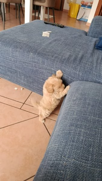 Maltipoo dolcissimo nato il 27 -06-2025 | Foto 1