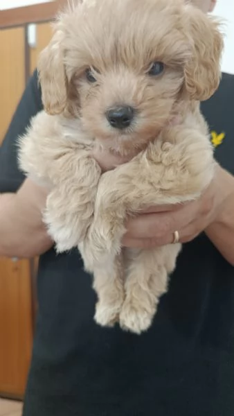 Maltipoo dolcissimo nato il 27 -06-2025 | Foto 0