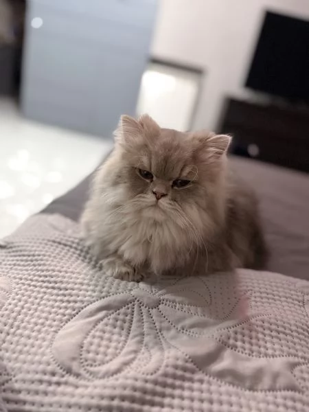 Gatto persiano chinchilla | Foto 0