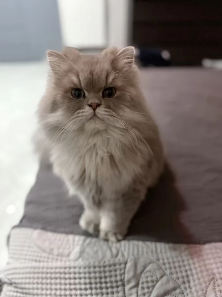 Gatto persiano chinchilla